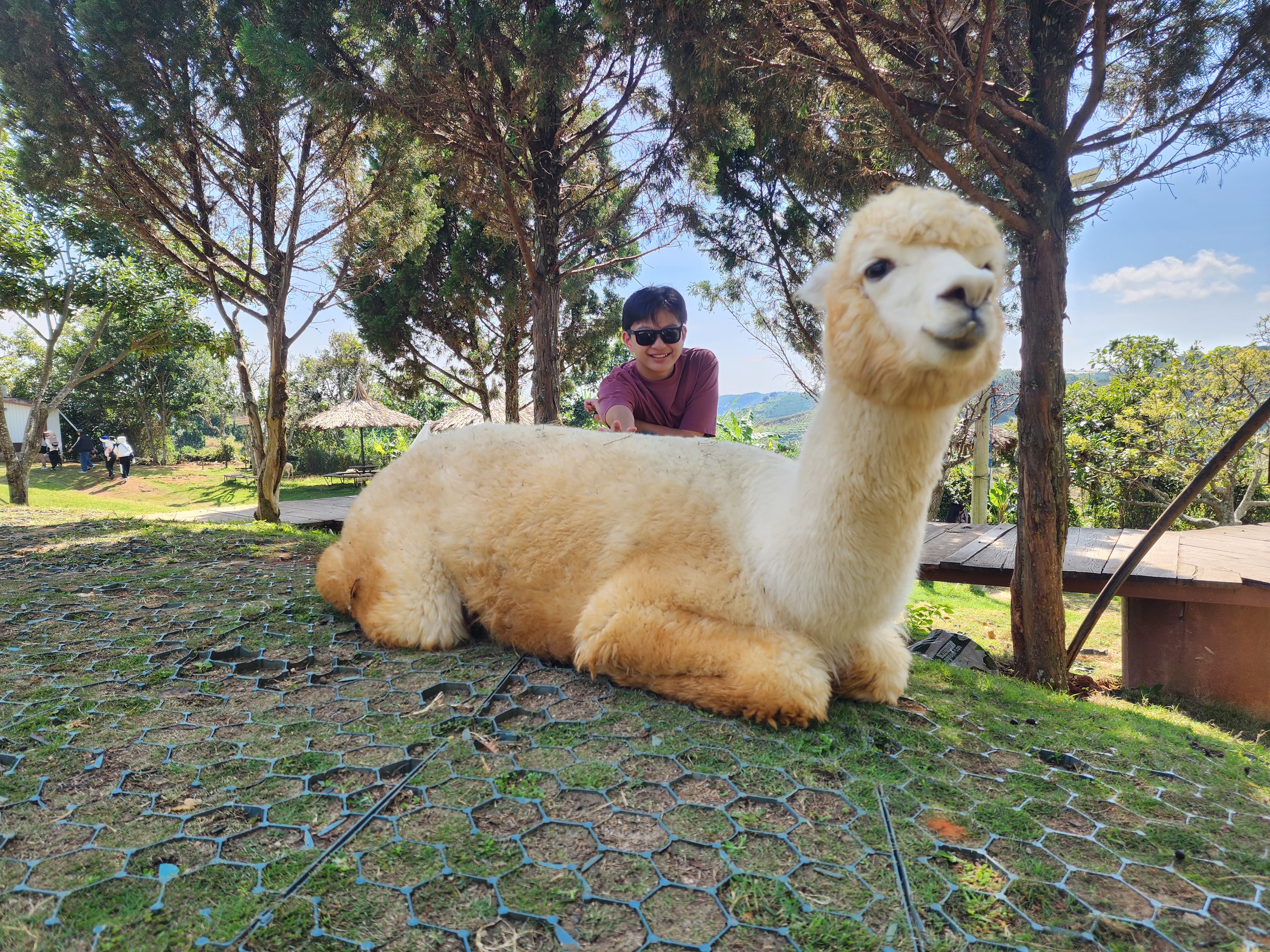 An alpaca looking into the camera with Ethan behind it